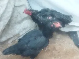 دجاج - سوق غزة