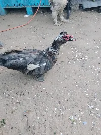 دكر بط - سوق غزة