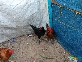 جوز ديوك - سوق غزة