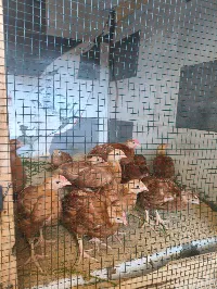 صيصان - سوق غزة