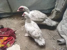 زوج بط - سوق غزة