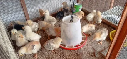 صيصان وبط - سوق غزة
