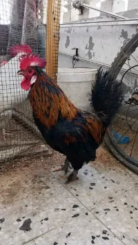 ديكين - سوق غزة