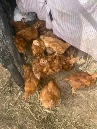 متوفر صوص ساسو بيور نخب أول - سوق غزة