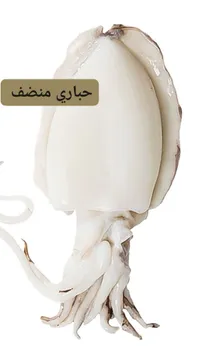 حباري منصف