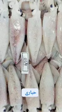 حباري طازج
