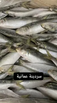 سردينة عمانية