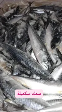 سمك سكمبرية طازة