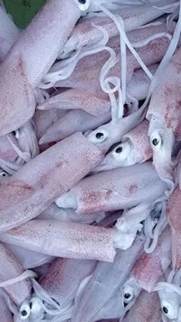 حبار طازج