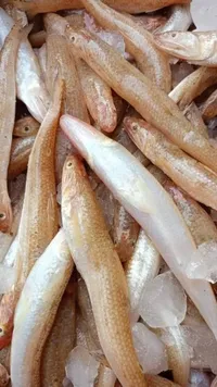 سمك مجفف طازج