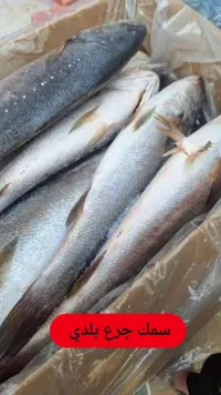 سمك جرع بلدي طازج