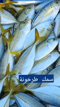 سمك طرخونة طازة