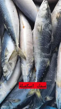 سمك إسكمبرية طازة