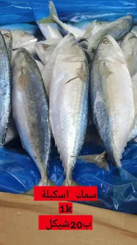 سمك اسكبلة طازج - سوق غزة