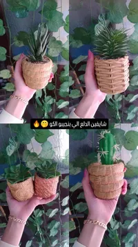 قواوير زينة صغيرة - نباتات عصارية