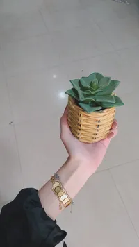 إناء نبات عصاري بسلة حبل