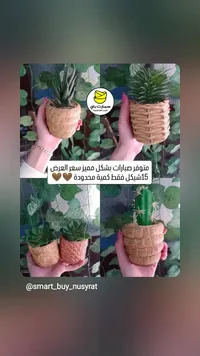 أصيص نباتات من الخوص الطبيعي - شمرتيات