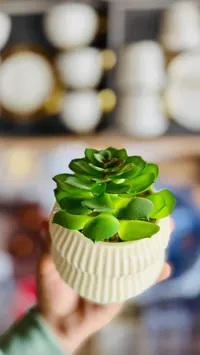 نبات العصارة الأخضر في وعاء سيراميك أبيض