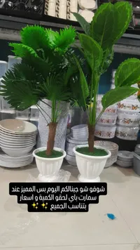 نبات البيض الأخضر - شجرة زينة داخلية