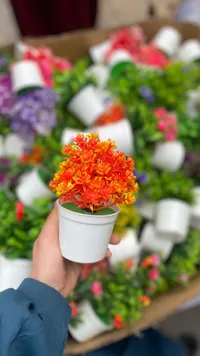 نبات زينة لانتانا برتقالي صغير