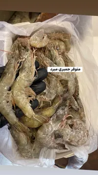 جمبري مبرد طازج