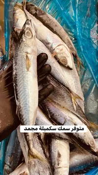 سمك سكومبرية محمد