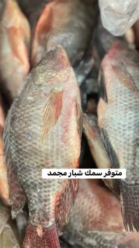 سمك شيار محمد طازج
