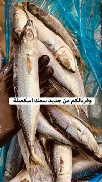 سمك اسكمبري طازج