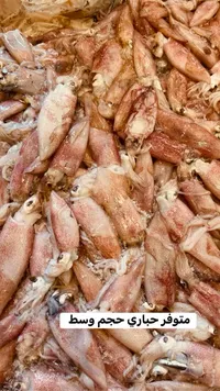 حبار طازج - حجم وسط