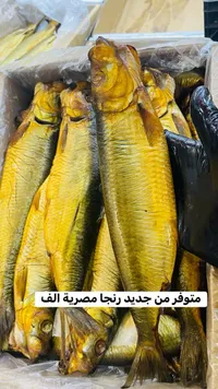سمك رنجة مدخن مصري