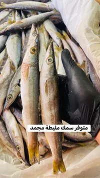 سمك مليطة مجمد