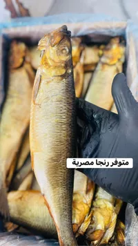 سمك رنجة مدخن مصري