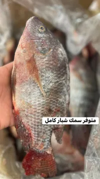 سمك شبار كامل مجمد