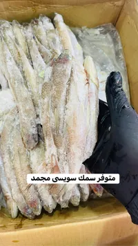 سمك سويسي مجمد