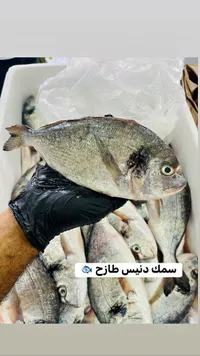 سمك دنيس طازج