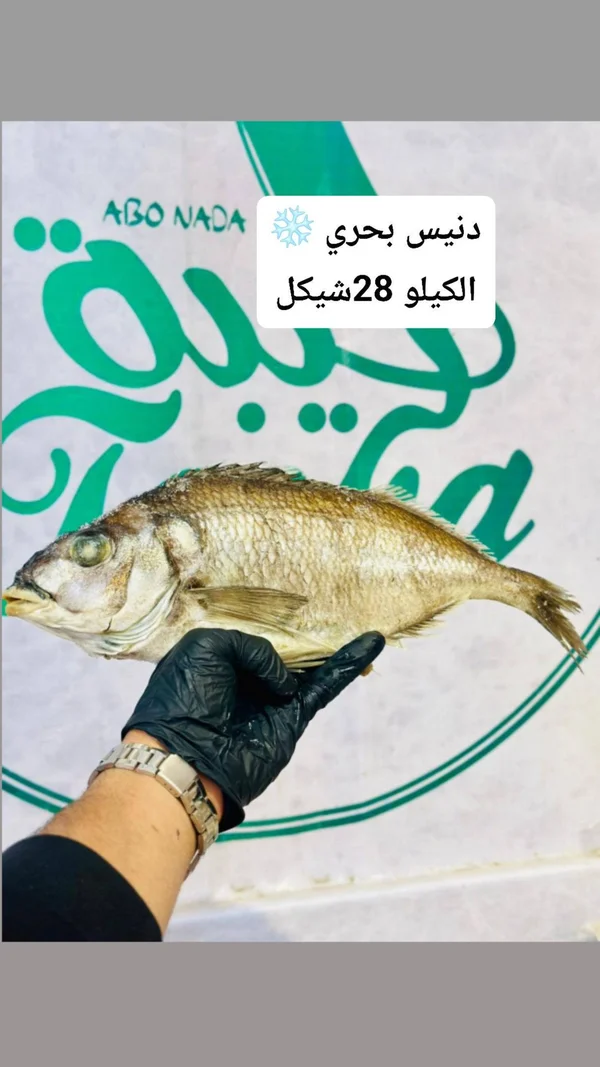 سمك دنيس بحري - أبو ندى (Abo Nada) - مواد غذائية وبقالة - سوق غزة