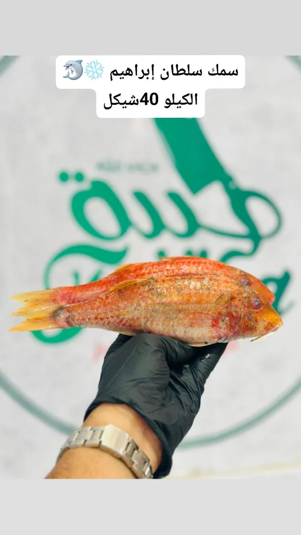 سمك سلطان إبراهيم - مواد غذائية وبقالة - سوق غزة