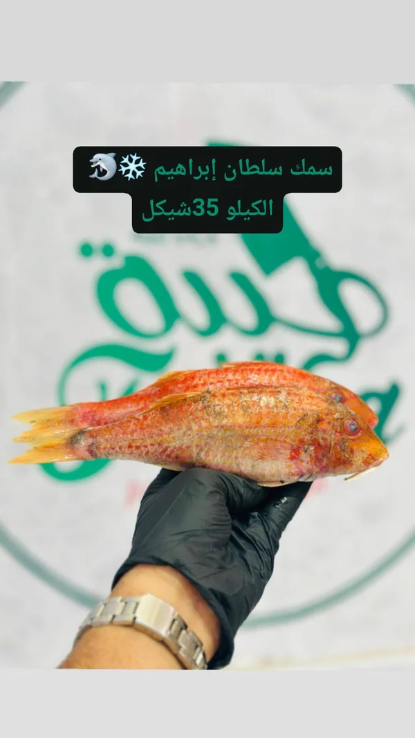 سمك سلطان إبراهيم - مواد غذائية وبقالة - سوق غزة
