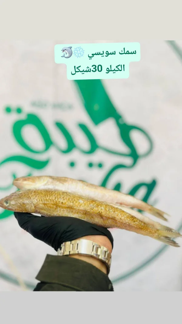 سمك سويسي طازج - مواد غذائية وبقالة - سوق غزة