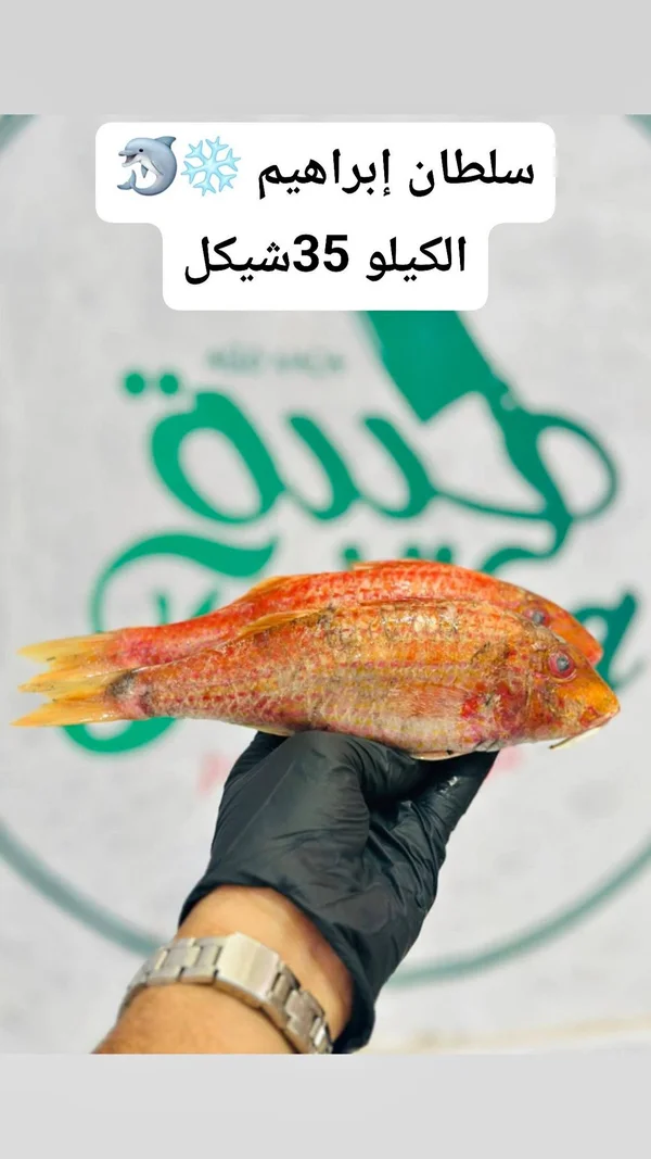 سمك سلطان إبراهيم طازج - مواد غذائية وبقالة - سوق غزة