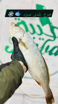 سمك بلطي مبرد طازج