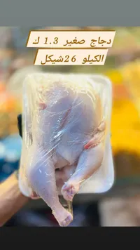 دجاج صغير طازج 1.3 كيلو