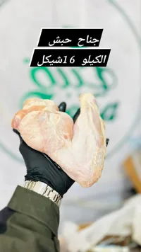 جناح حبش الكيلو 16 شيكل
