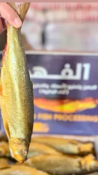 سمك مملح - الشرقية