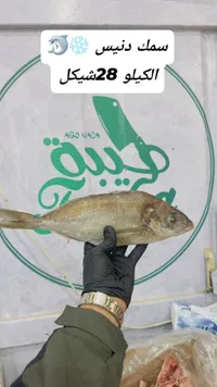 سمك دنيس - أبو ندى