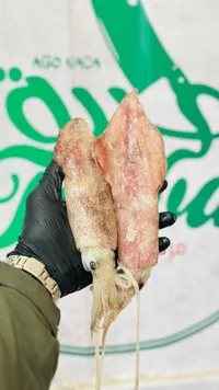 حباري طازج