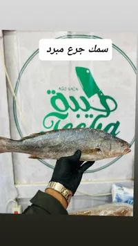 سمك جرجع مبرد - ليولا