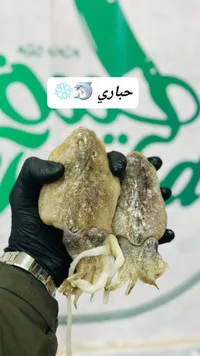 جزر حباري