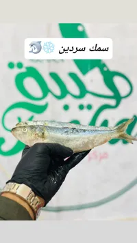 سمك سردين - سمك سرديين