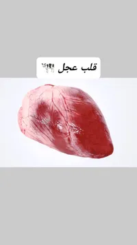 قلب عجل - لحوم طازة